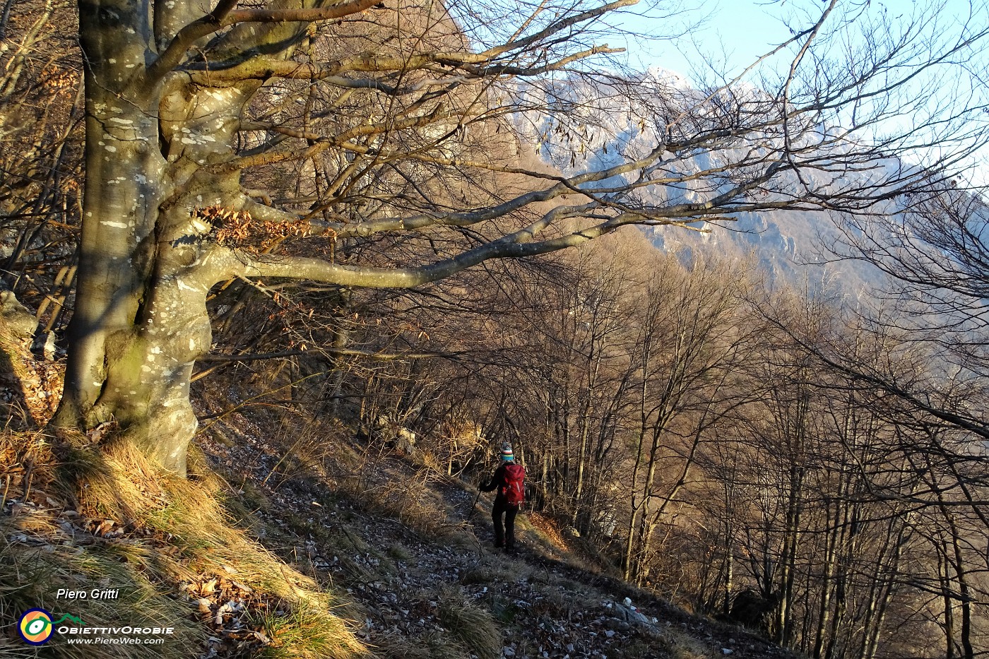 81 Si scende in bosco di faggi e carpini neri.JPG